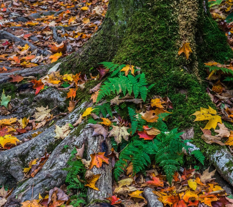 Обои дерево, листья, осень, мох, tree, leaves, autumn, moss разрешение 2048x1491 Загрузить