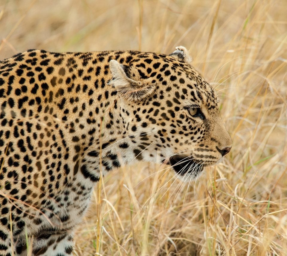 Обои морда, трава, леопард, хищник, профиль, дикая кошка, face, grass, leopard, predator, profile, wild cat разрешение 2048x1491 Загрузить