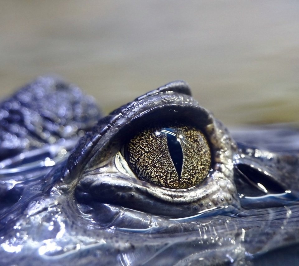 Обои глаза, вода, крокодил, рептилия, глазок, пресмыкающееся, аллигатор, eyes, water, crocodile, reptile, eye, alligator разрешение 2560x1600 Загрузить