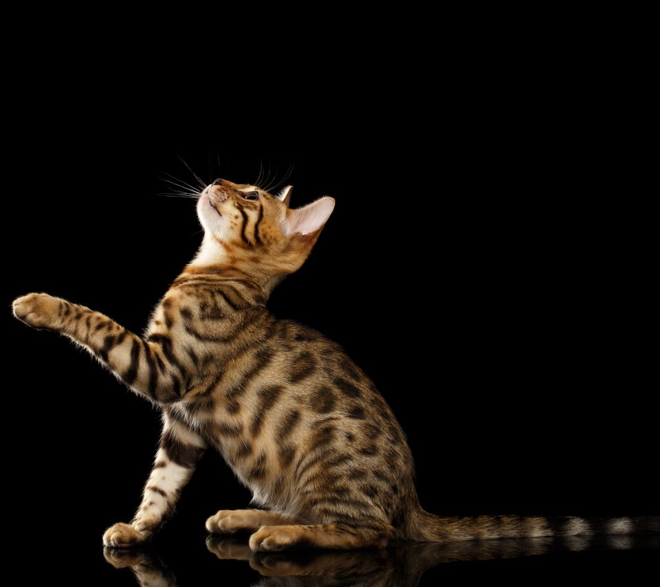 Обои черный фон, лапка, бенгальская кошка, black background, foot, bengal cat разрешение 4948x3299 Загрузить