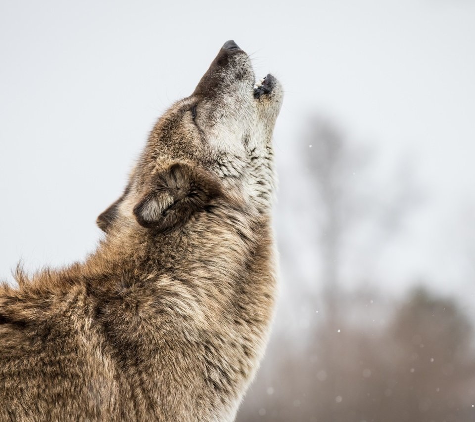 Обои морда, поза, серый, хищник, профиль, мех, волк, вой, face, pose, grey, predator, profile, fur, wolf, howl разрешение 2048x1365 Загрузить