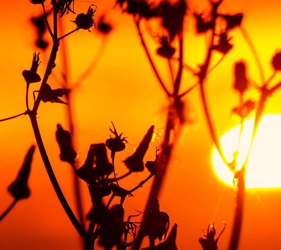 Обои трава, солнце, природа, закат, растение, стебель, сорняк, grass, the sun, nature, sunset, plant, stem, weed разрешение 1920x1200 Загрузить