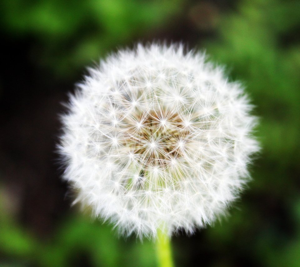 Обои трава, зелень, макро, лето, одуванчик, grass, greens, macro, summer, dandelion разрешение 5184x3456 Загрузить