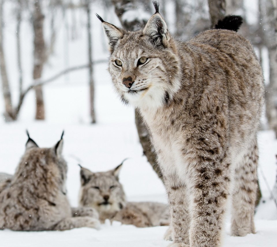 Обои природа, фон, рыси, nature, background, lynx разрешение 2560x1600 Загрузить