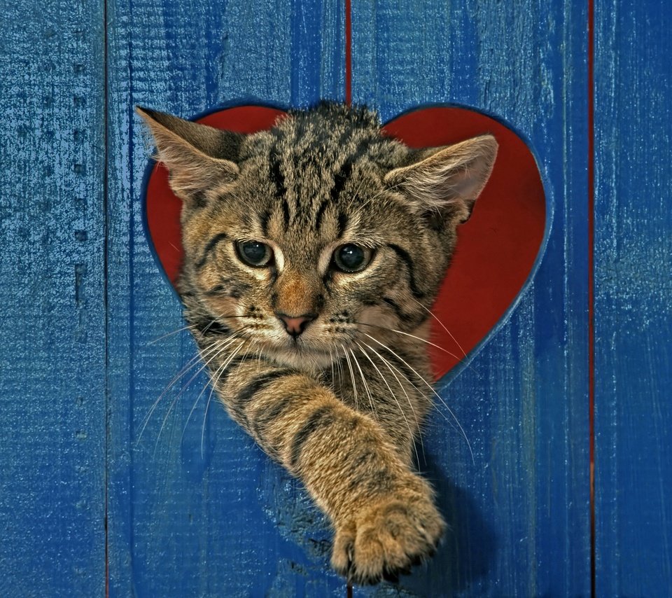 Обои кот, кошка, забор, серый, сердце, полосатый, cat, the fence, grey, heart, striped разрешение 2880x2234 Загрузить