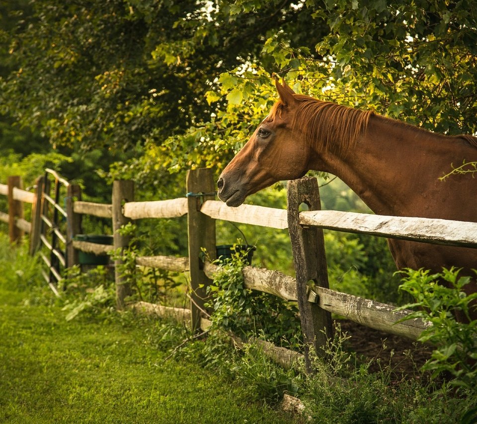 Обои лошадь, деревья, лето, забор, ограда, horse, trees, summer, the fence, fence разрешение 2048x1362 Загрузить