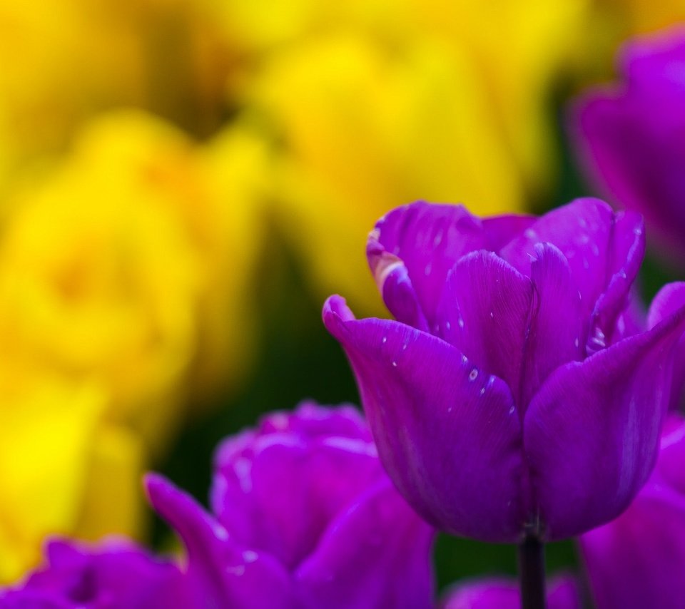 Обои цветы, природа, бутоны, тюльпаны, flowers, nature, buds, tulips разрешение 2048x1365 Загрузить