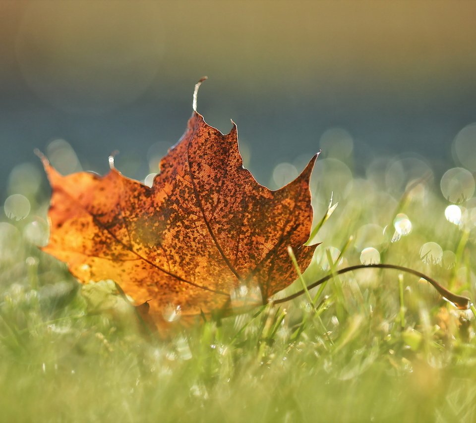 Обои природа, осень, лист, nature, autumn, sheet разрешение 2048x1365 Загрузить