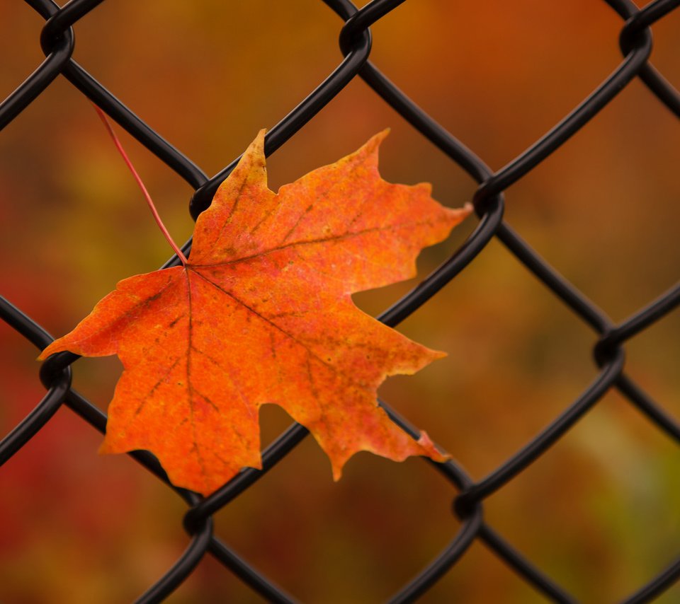 Обои природа, осень, лист, сетка, nature, autumn, sheet, mesh разрешение 2048x1365 Загрузить