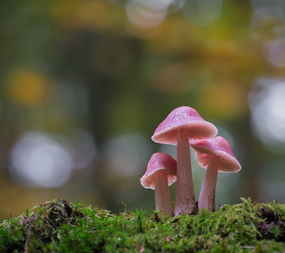 Обои природа, осень, гриб, nature, autumn, mushroom разрешение 1920x1278 Загрузить