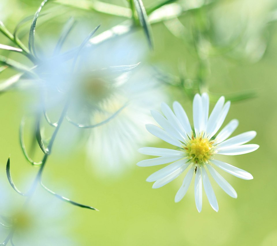 Обои цветок, лепестки, луг, растение, flower, petals, meadow, plant разрешение 2048x1365 Загрузить