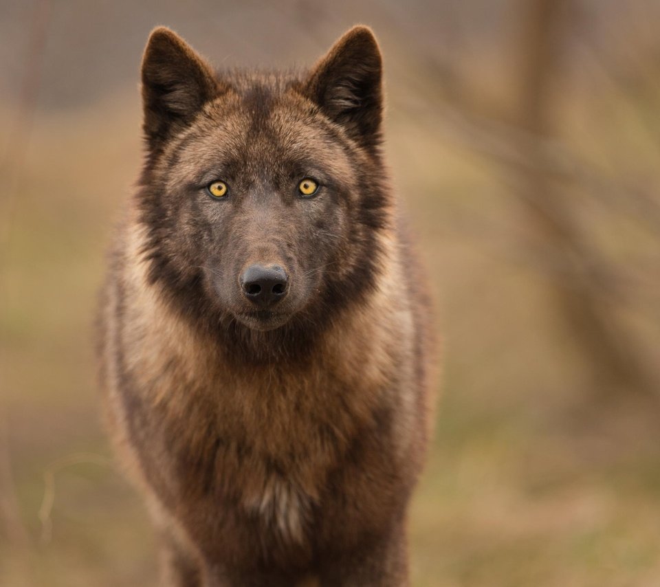 Обои морда, природа, взгляд, хищник, волк, face, nature, look, predator, wolf разрешение 2045x1777 Загрузить