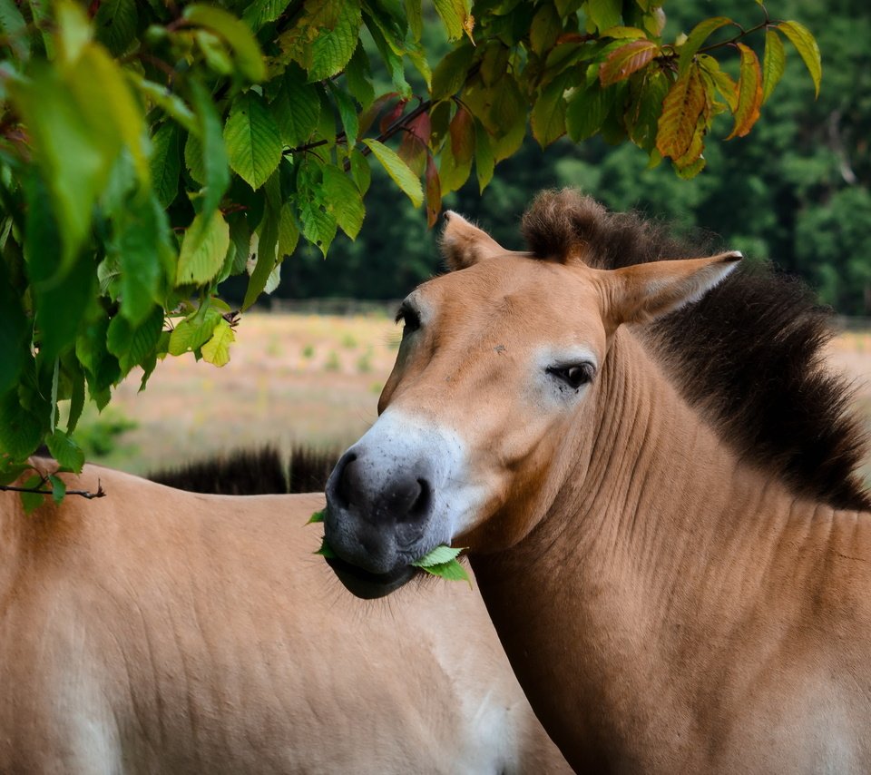 Обои природа, кони, przewalski-pferd, nature, horses разрешение 4925x2562 Загрузить