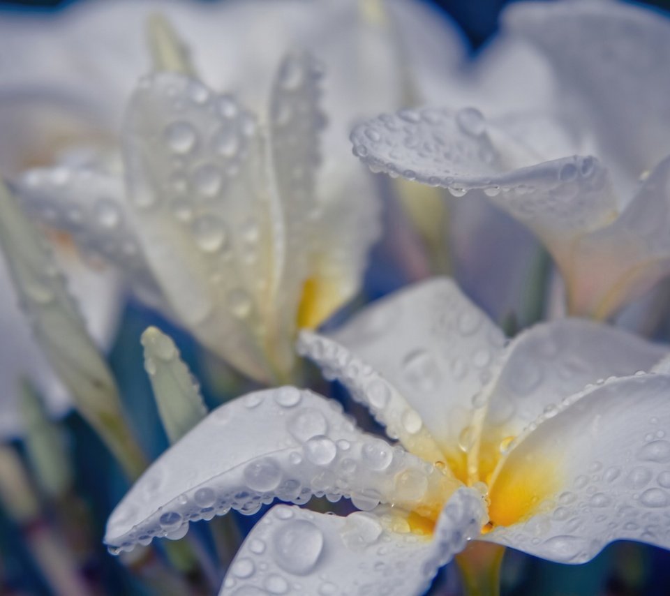 Обои цветы, вода, капли, белые, flowers, water, drops, white разрешение 2048x1365 Загрузить
