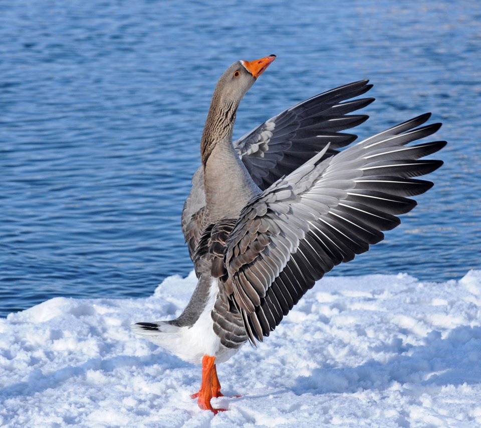 Обои вода, снег, крылья, танец, гусь, water, snow, wings, dance, goose разрешение 2400x1635 Загрузить