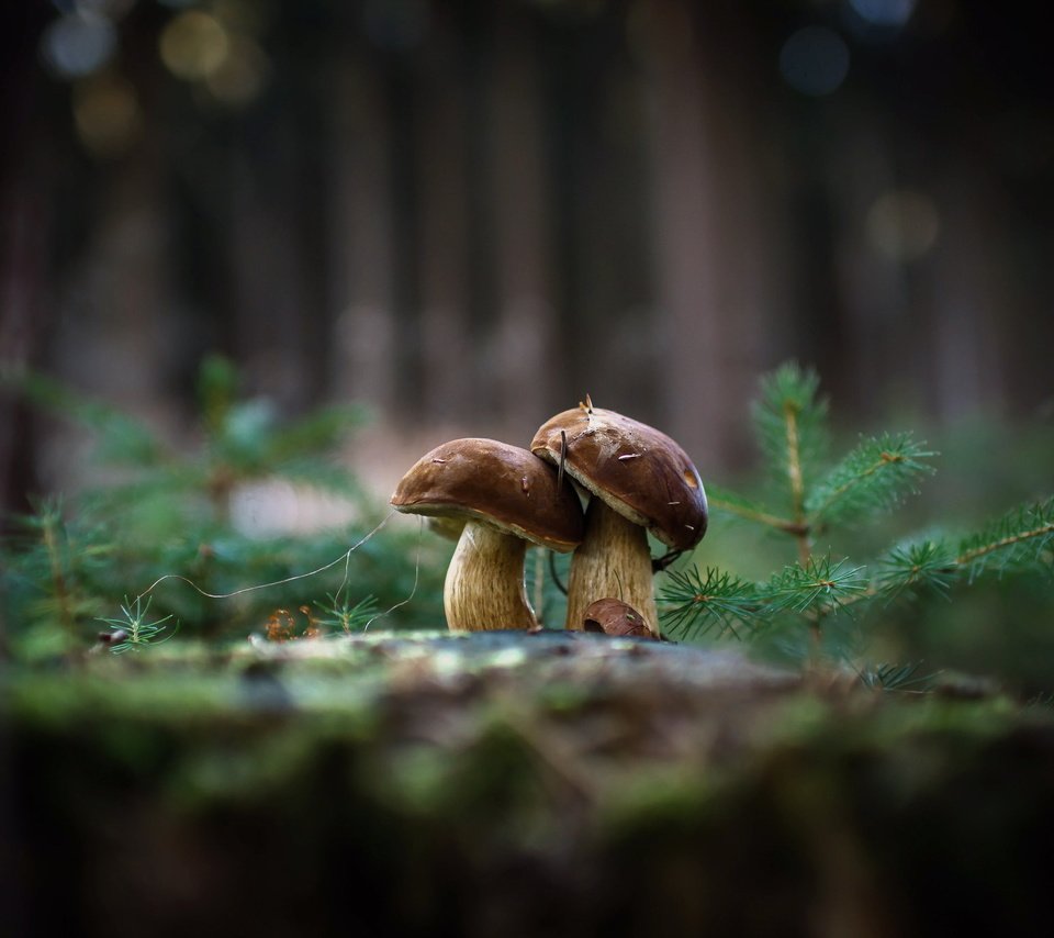 Обои природа, фон, грибы, гриб, nature, background, mushrooms, mushroom разрешение 2048x1362 Загрузить