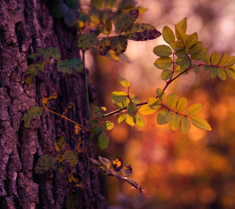 Обои свет, дерево, осень, light, tree, autumn разрешение 2048x1366 Загрузить