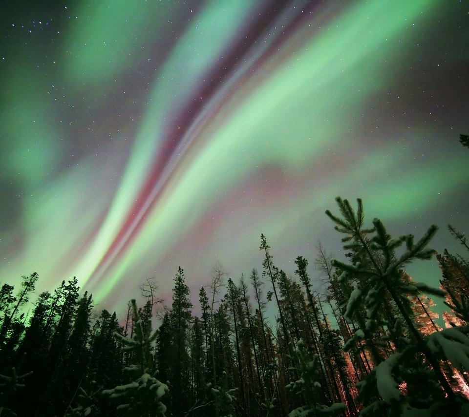 Обои небо, ночь, деревья, лес, звезды, северное сияние, aurora borealis, the sky, night, trees, forest, stars, northern lights разрешение 2048x1365 Загрузить