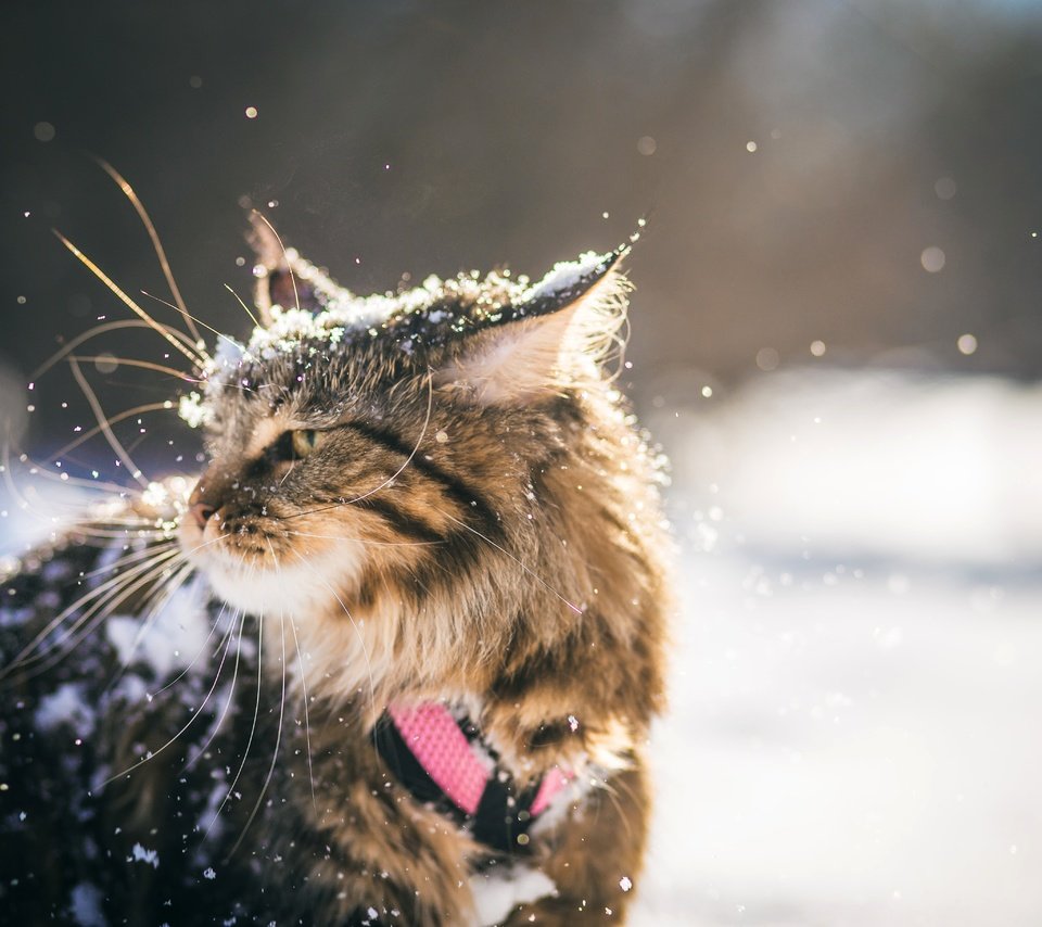 Обои снег, зима, кот, кошка, мейн-кун, snow, winter, cat, maine coon разрешение 4702x3648 Загрузить