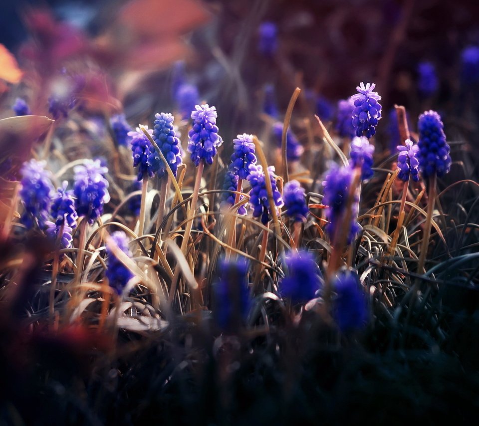 Обои цветы, природа, фон, мускари, flowers, nature, background, muscari разрешение 2048x1356 Загрузить