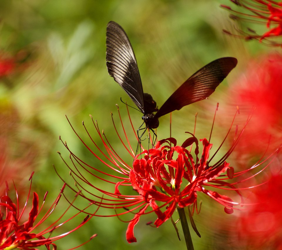 Обои насекомое, цветок, лепестки, бабочка, крылья, растение, insect, flower, petals, butterfly, wings, plant разрешение 2048x1356 Загрузить