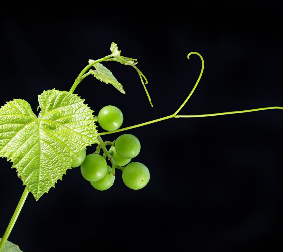 Обои листья, зелёный, виноград, черный фон, ягоды, фрукт, leaves, green, grapes, black background, berries, fruit разрешение 3682x2786 Загрузить