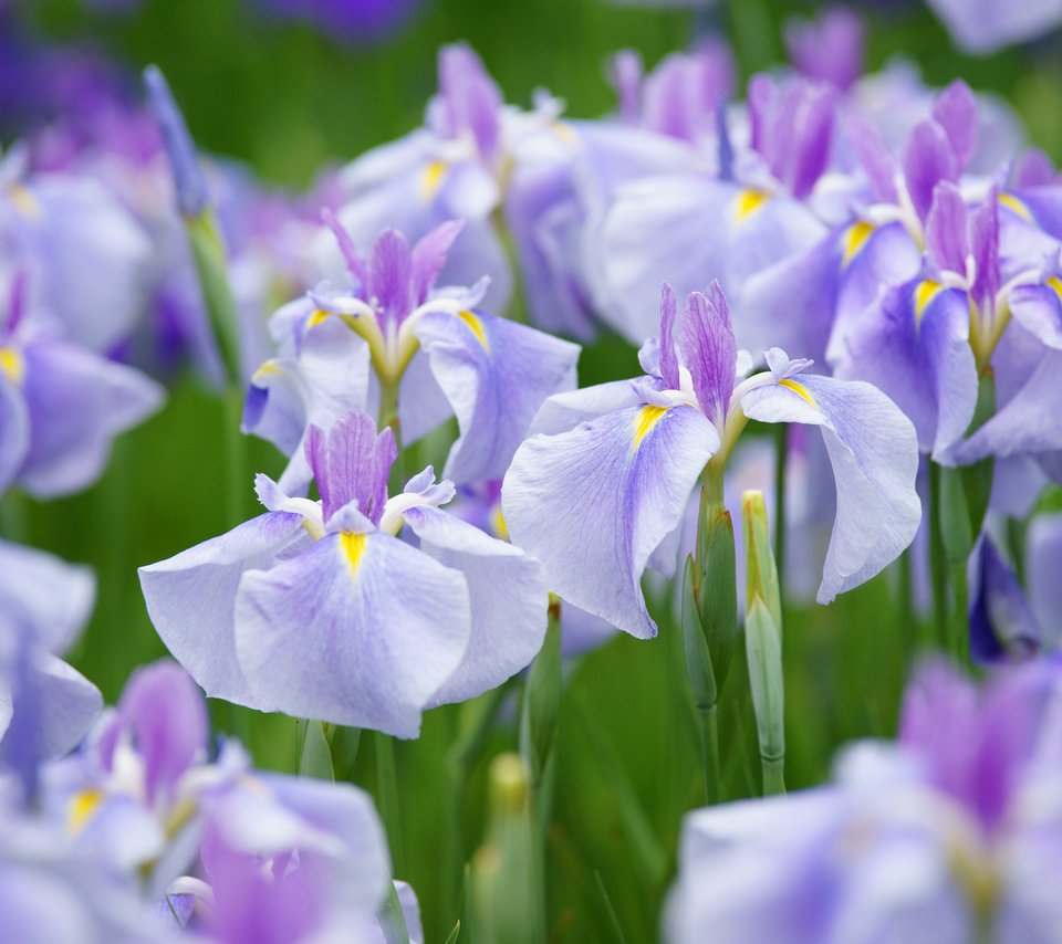 Обои природа, лепестки, луг, ирис, nature, petals, meadow, iris разрешение 2048x1365 Загрузить