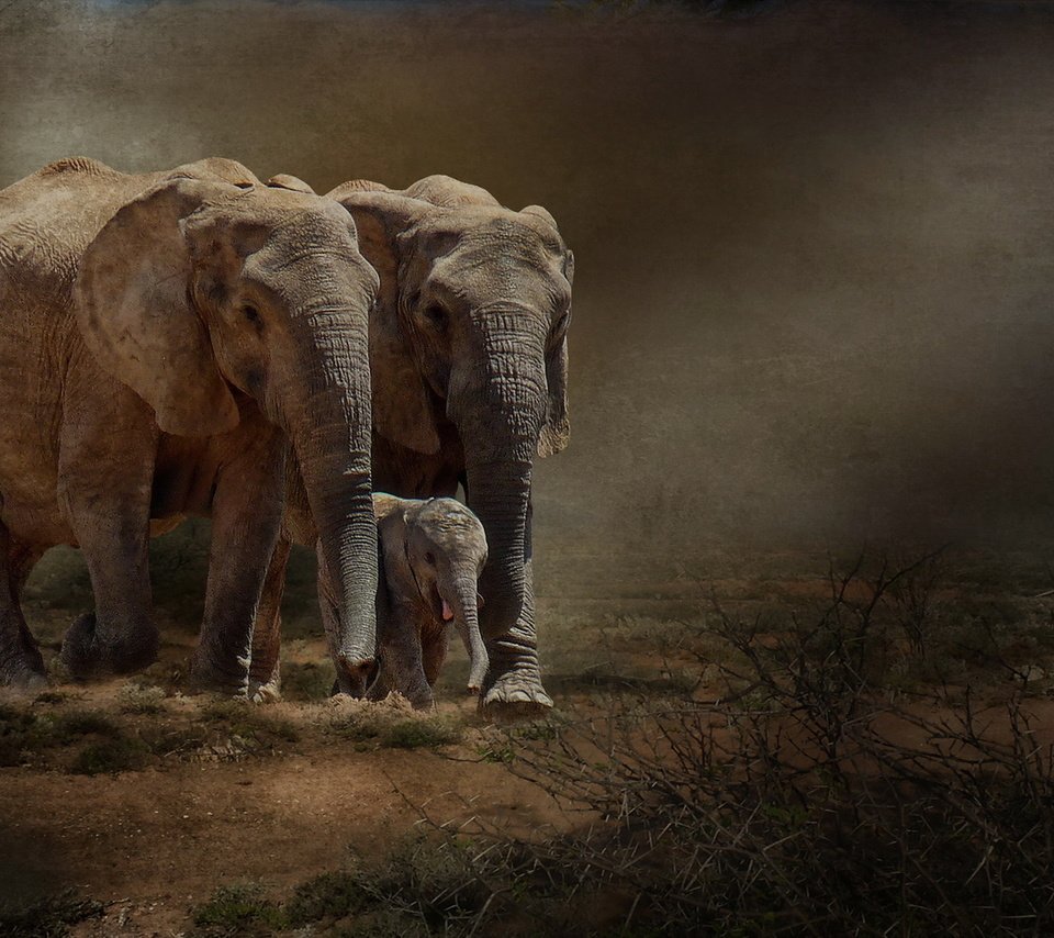 Обои природа, фон, слоны, nature, background, elephants разрешение 1920x1217 Загрузить