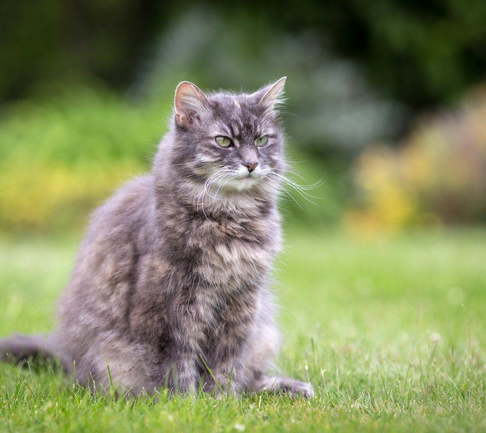 Обои трава, лето, кошка, сидит, серая, лужайка, пушистая, grass, summer, cat, sitting, grey, lawn, fluffy разрешение 3000x2000 Загрузить