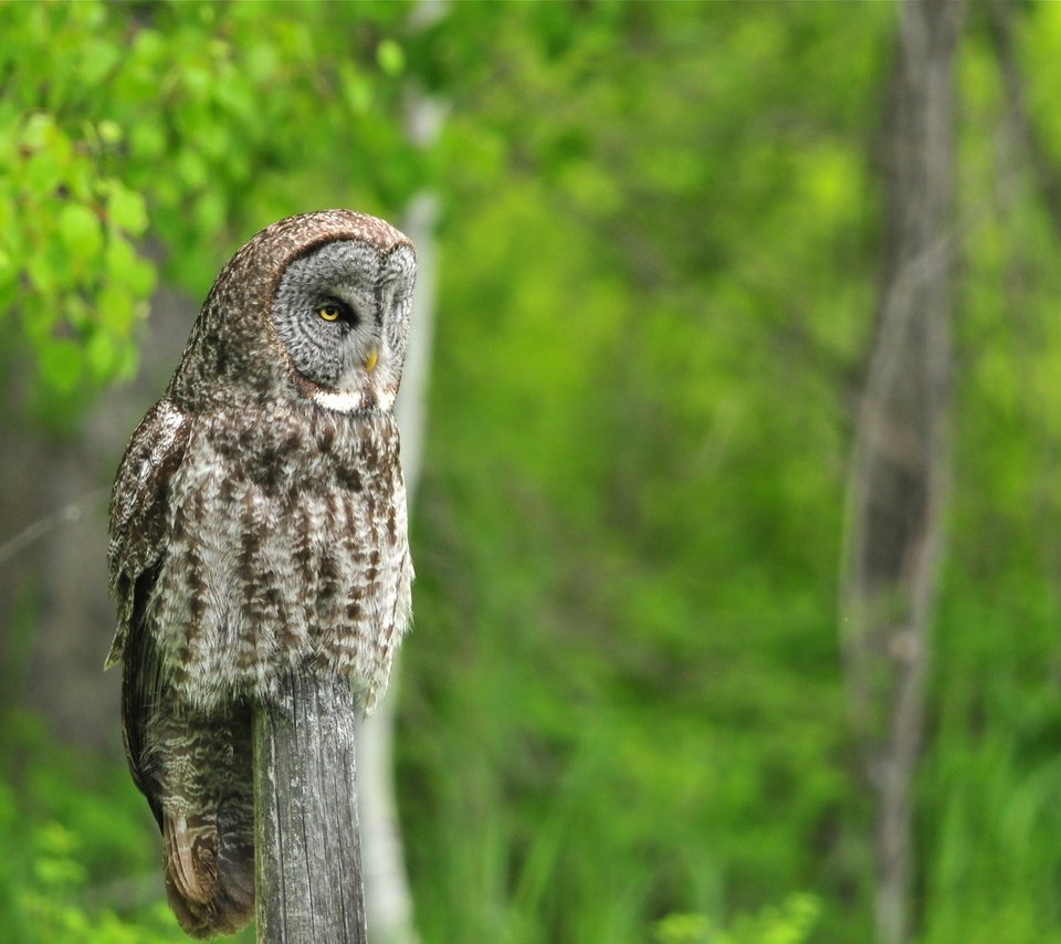 Обои сова, природа, лето, птица, неясыть, owl, nature, summer, bird разрешение 2560x1440 Загрузить