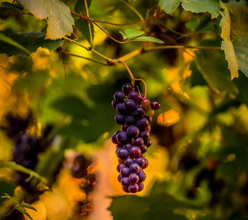 Обои природа, листья, виноград, виноградная лоза, nature, leaves, grapes, vine разрешение 3000x2250 Загрузить