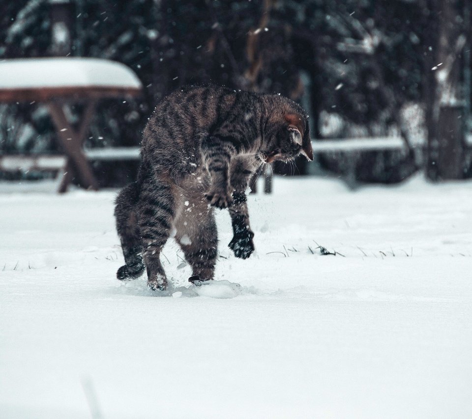 Обои снег, зима, кот, snow, winter, cat разрешение 2048x1331 Загрузить