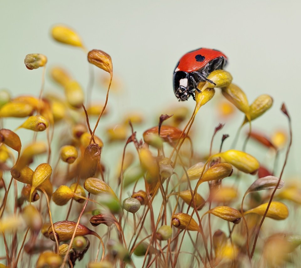 Обои трава, макро, божья коровка, травинки, grass, macro, ladybug разрешение 2560x1955 Загрузить