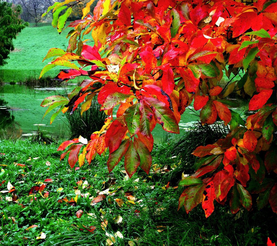 Обои трава, листья, осень, пруд, куст, grass, leaves, autumn, pond, bush разрешение 2048x1371 Загрузить