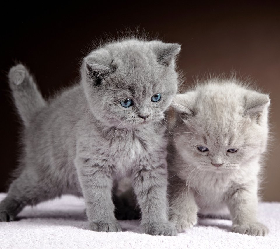 Обои животные, серый, кошки, котята, двое, британская короткошерстная кошка, animals, grey, cats, kittens, two, british shorthair разрешение 4425x3274 Загрузить