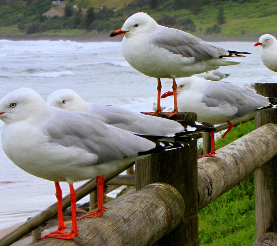 Обои волны, море, птицы, чайки, wave, sea, birds, seagulls разрешение 2336x1100 Загрузить