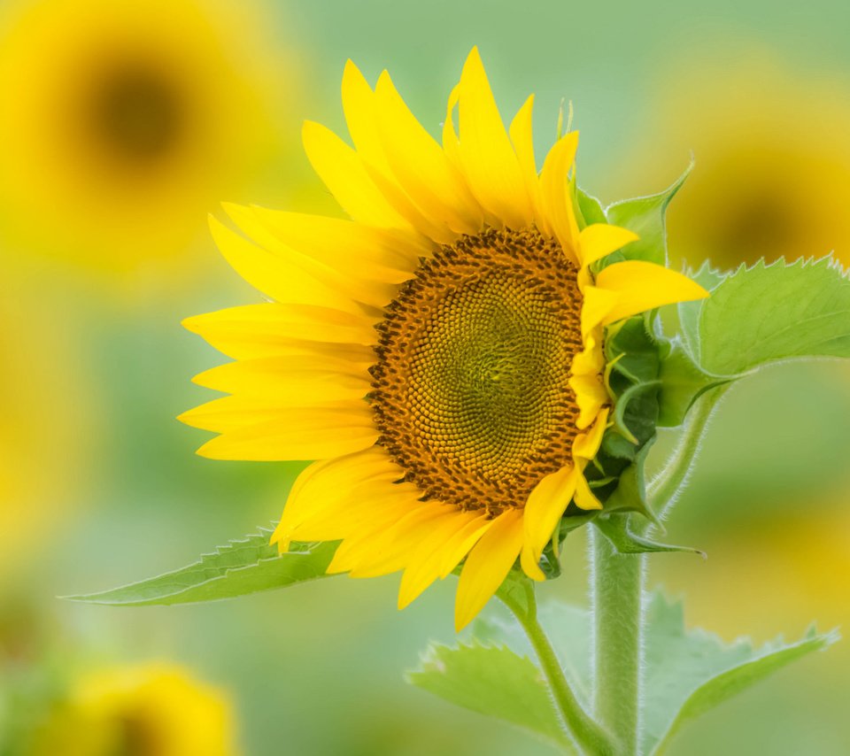 Обои макро, поле, лепестки, подсолнух, macro, field, petals, sunflower разрешение 2048x1365 Загрузить