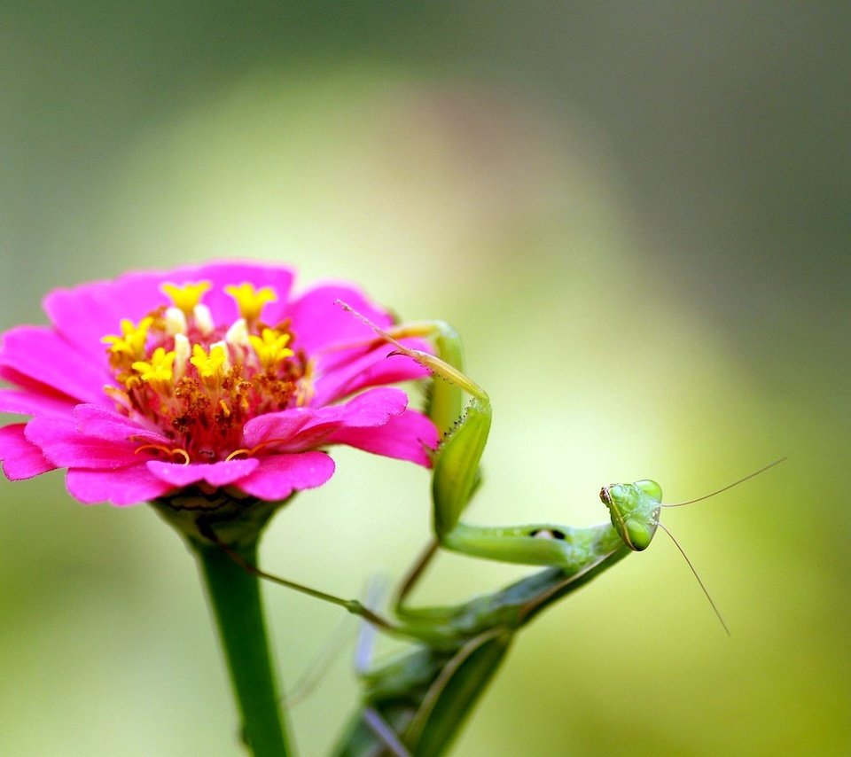 Обои насекомое, цветок, богомол, insect, flower, mantis разрешение 1920x1440 Загрузить