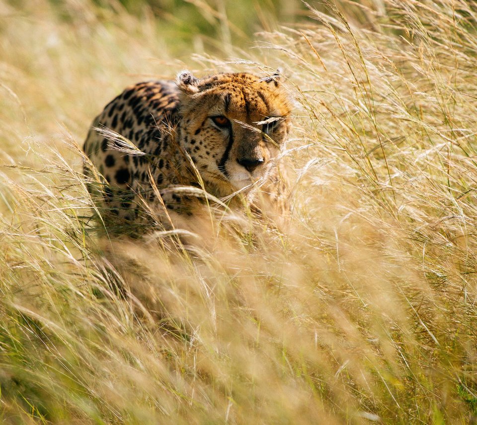 Обои трава, африка, охота, гепард, grass, africa, hunting, cheetah разрешение 2000x1331 Загрузить