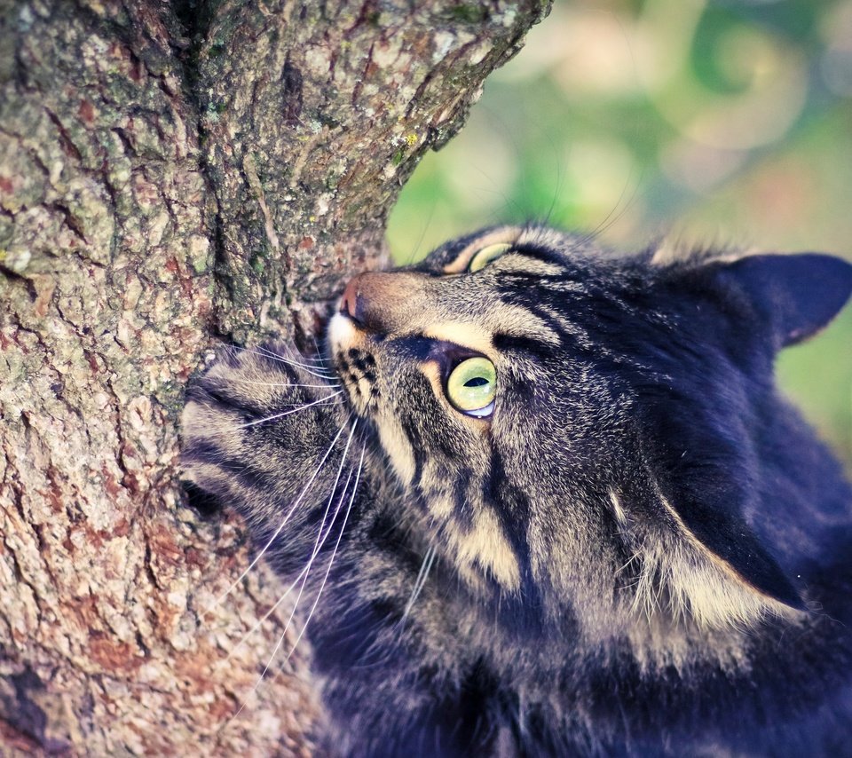 Обои глаза, дерево, кот, лето, eyes, tree, cat, summer разрешение 2880x1920 Загрузить