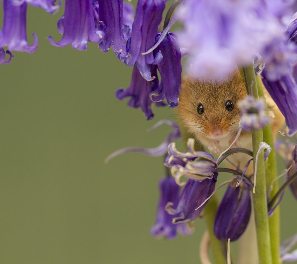 Обои цветы, макро, колокольчики, мышка, harvest mouse, мышь-малютка, flowers, macro, bells, mouse, the mouse is tiny разрешение 2048x1307 Загрузить