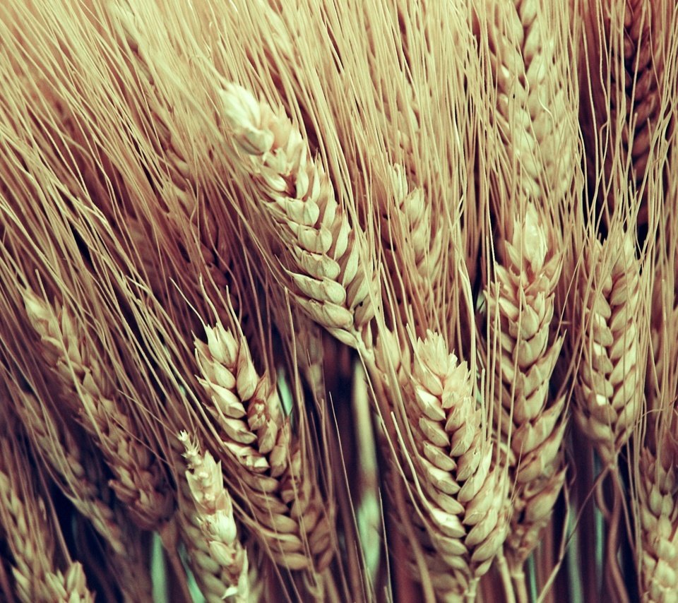 Обои макро, колосья, пшеница, урожай, macro, ears, wheat, harvest разрешение 2560x1600 Загрузить