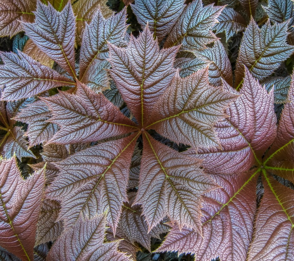 Обои природа, листья, осень, nature, leaves, autumn разрешение 2560x1707 Загрузить