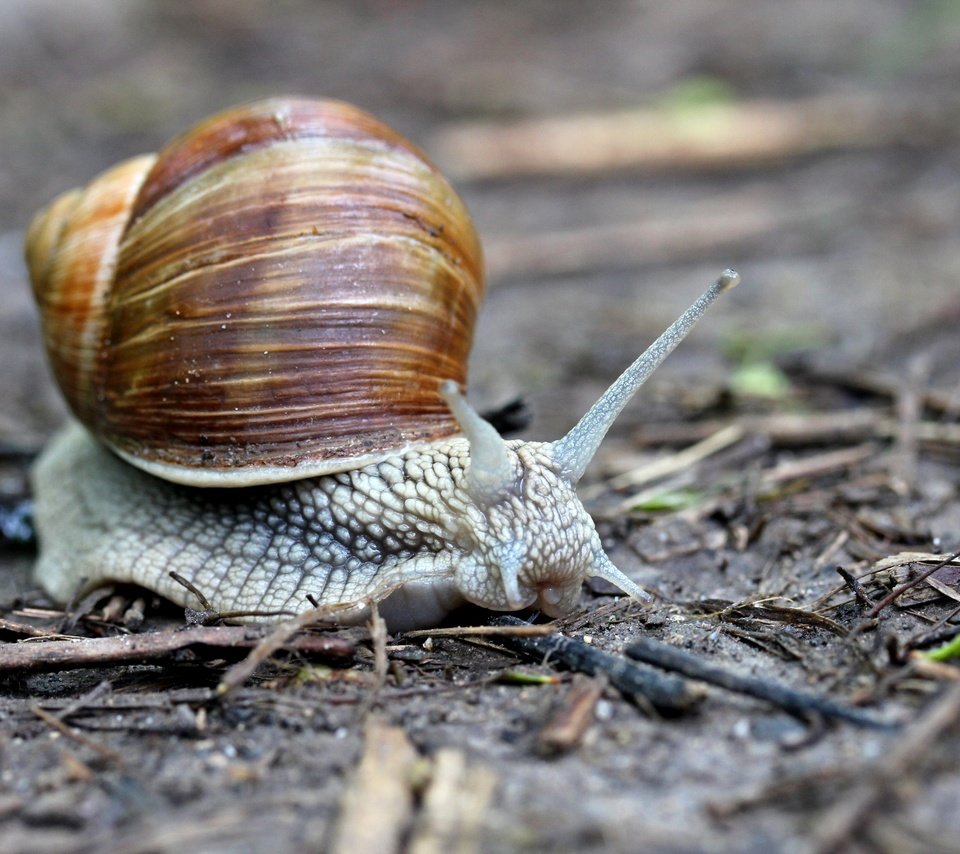 Обои макро, улитка, рожки, раковина, брюхоногие моллюски, macro, snail, horns, sink, gastropods разрешение 2880x1920 Загрузить