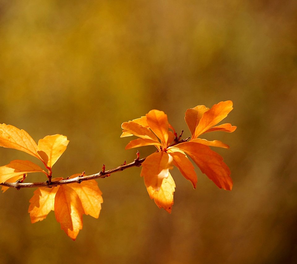 Обои ветка, листья, макро, осень, боке, branch, leaves, macro, autumn, bokeh разрешение 2880x1914 Загрузить