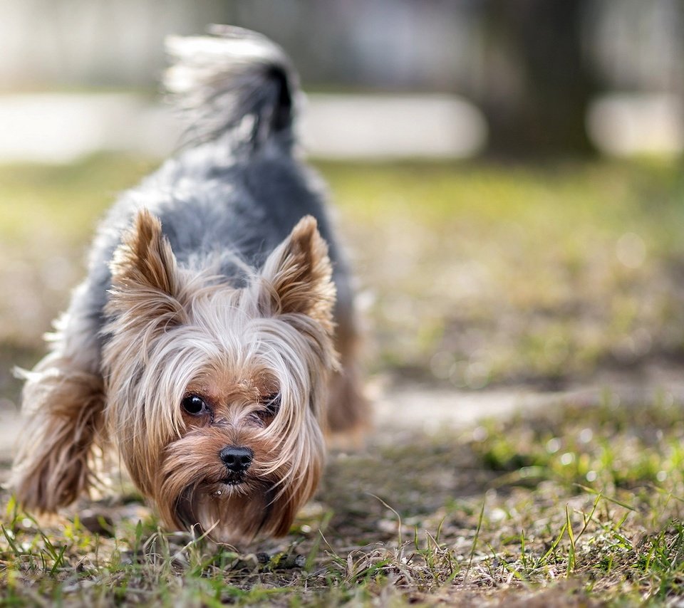 Обои взгляд, собака, друг, йоркширский терьер, look, dog, each, yorkshire terrier разрешение 1920x1200 Загрузить