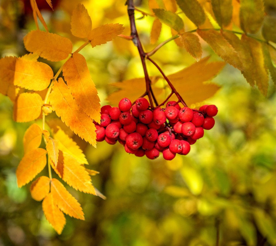 Обои ветка, листья, краски, осень, ягоды, рябина, branch, leaves, paint, autumn, berries, rowan разрешение 2048x1365 Загрузить