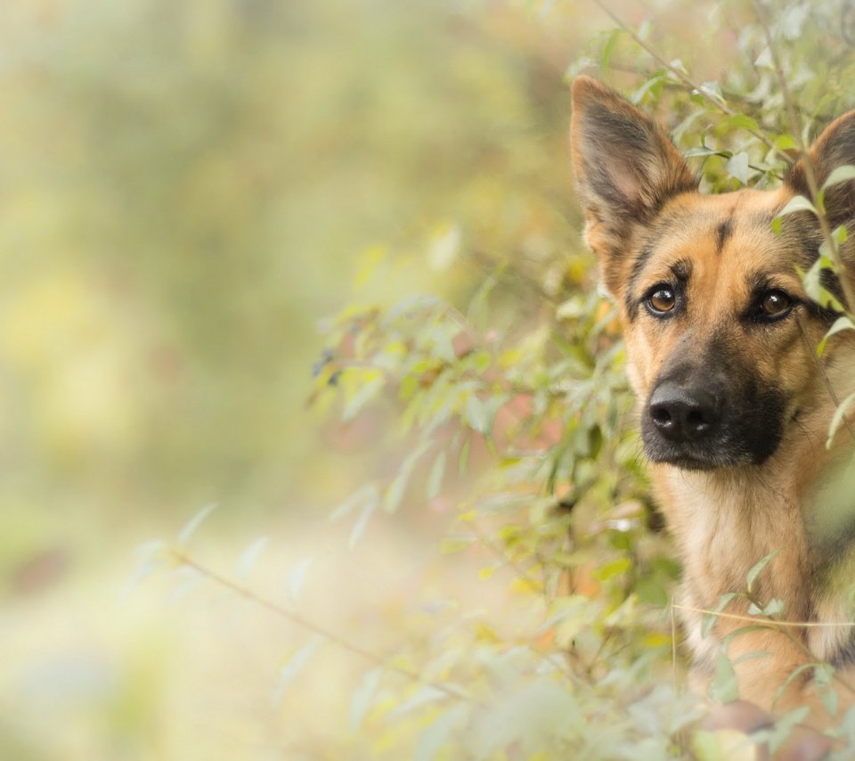 Обои взгляд, собака, друг, немецкая овчарка, овчарка, look, dog, each, german shepherd, shepherd разрешение 2560x1556 Загрузить