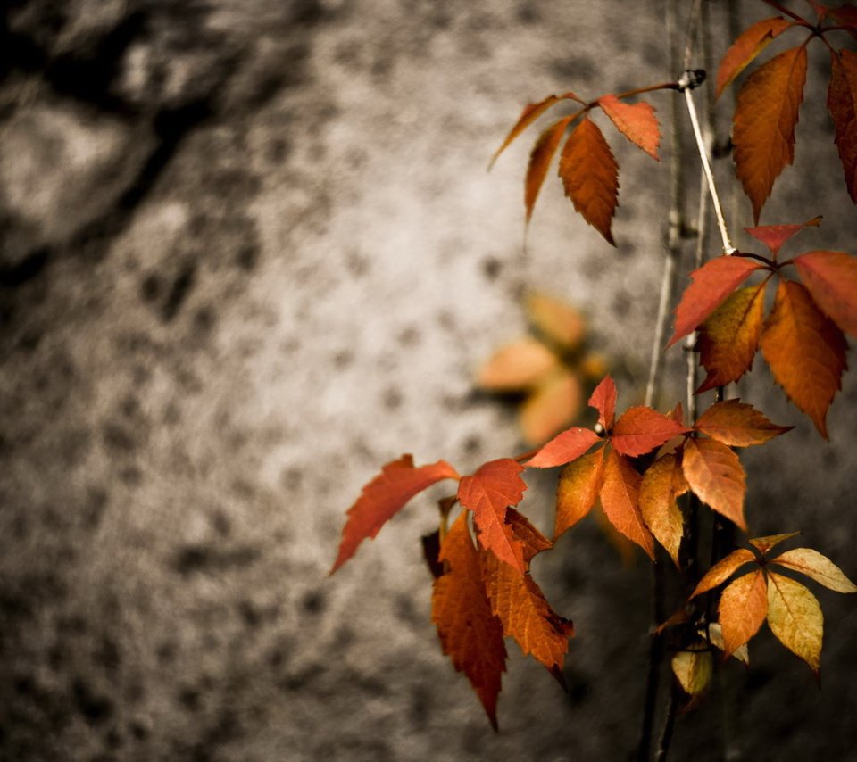 Обои природа, листья, осень, nature, leaves, autumn разрешение 2000x1335 Загрузить