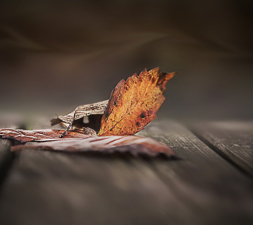 Обои природа, листья, осень, осенние листья, деревянная поверхность, nature, leaves, autumn, autumn leaves, wooden surface разрешение 2048x1380 Загрузить